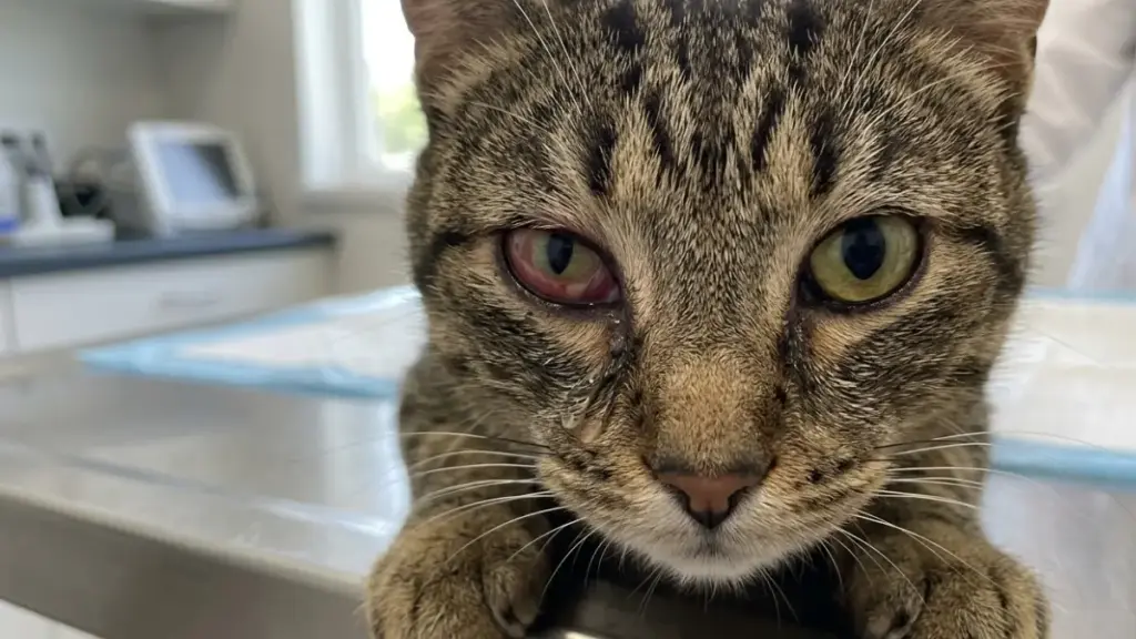 cat-pupils-ocular-redness-inflammation