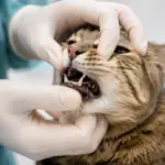cat strange behaviors veterinary mouth exam