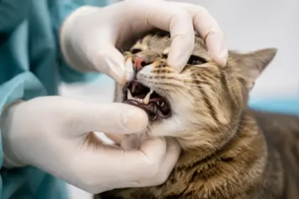 cat strange behaviors veterinary mouth exam