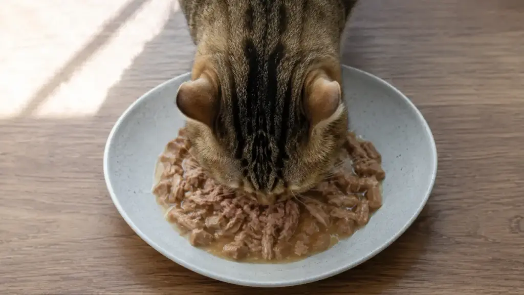 cat-strange-behaviors-wide-shallow-cat-dish