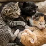 determine a kittens gender veterinary fleece inspection