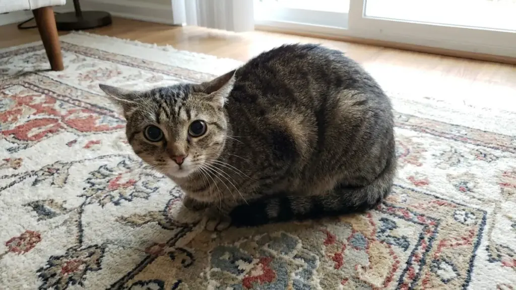 do-cats-get-seizures-cat-dilated-pupils