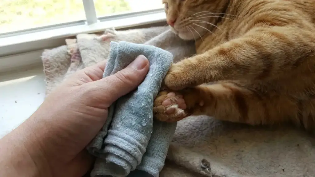 do-cats-get-seizures-cooling-paw-pads