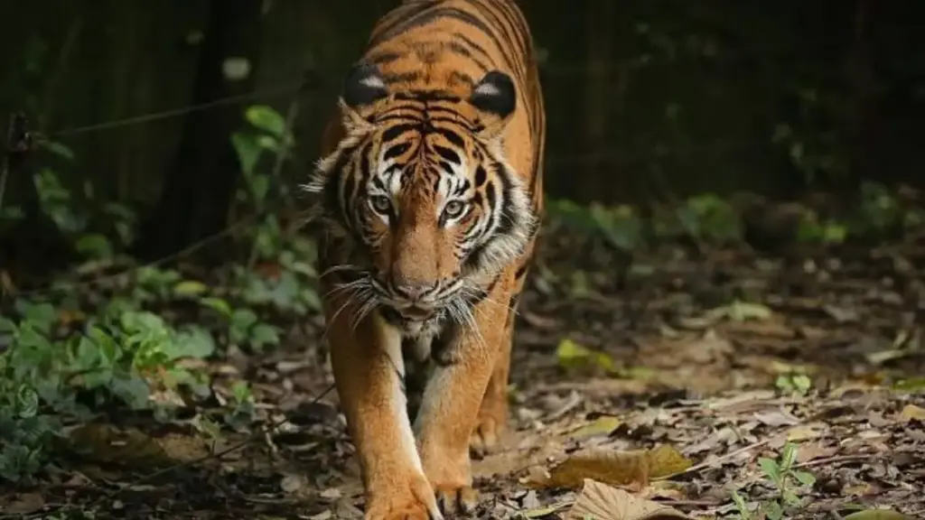 harsh-reality-why-captive-the-tigers-cannot-survive-in-wild-rehab-enclosure