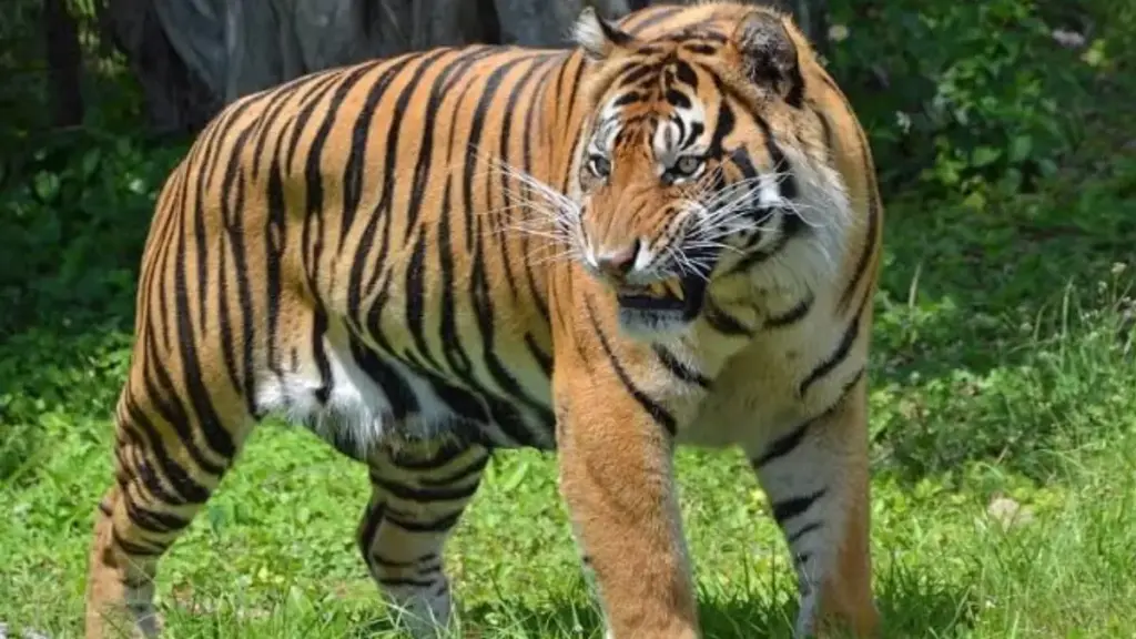 harsh-reality-why-captive-the-tigers-cannot-survive-in-wild-sunset-sanctuary