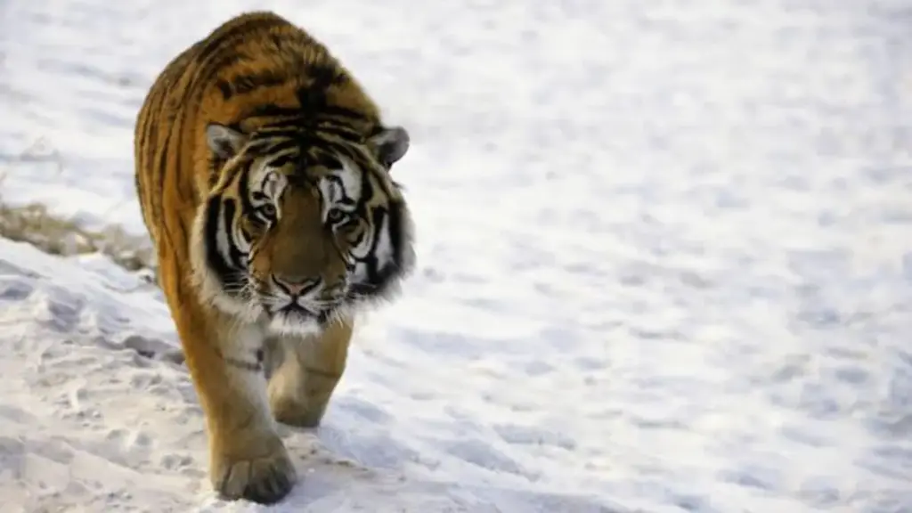 tiger-varieties-genetic-analysis-conservation