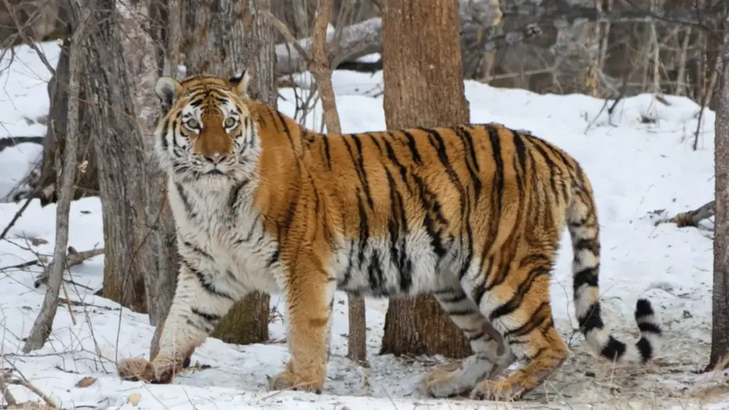 tiger-varieties-legal-documentation-regulations