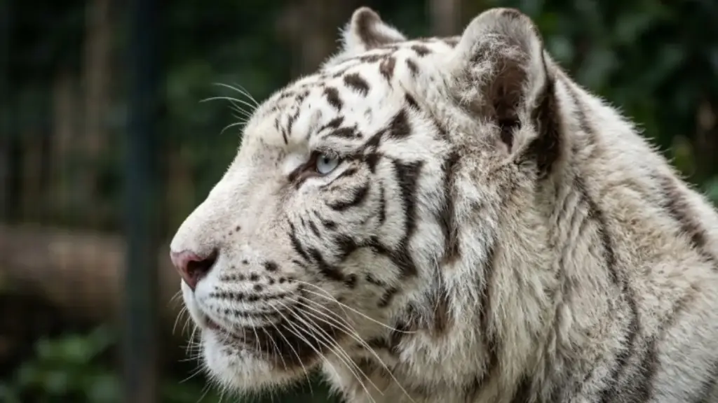 tiger-varieties-white-morph-facial-structure