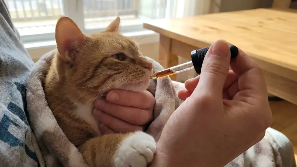 vitamin-b1-for-cats-administering-dropper