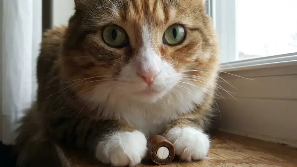 vitamin-b1-for-cats-pill-pocket-feeding