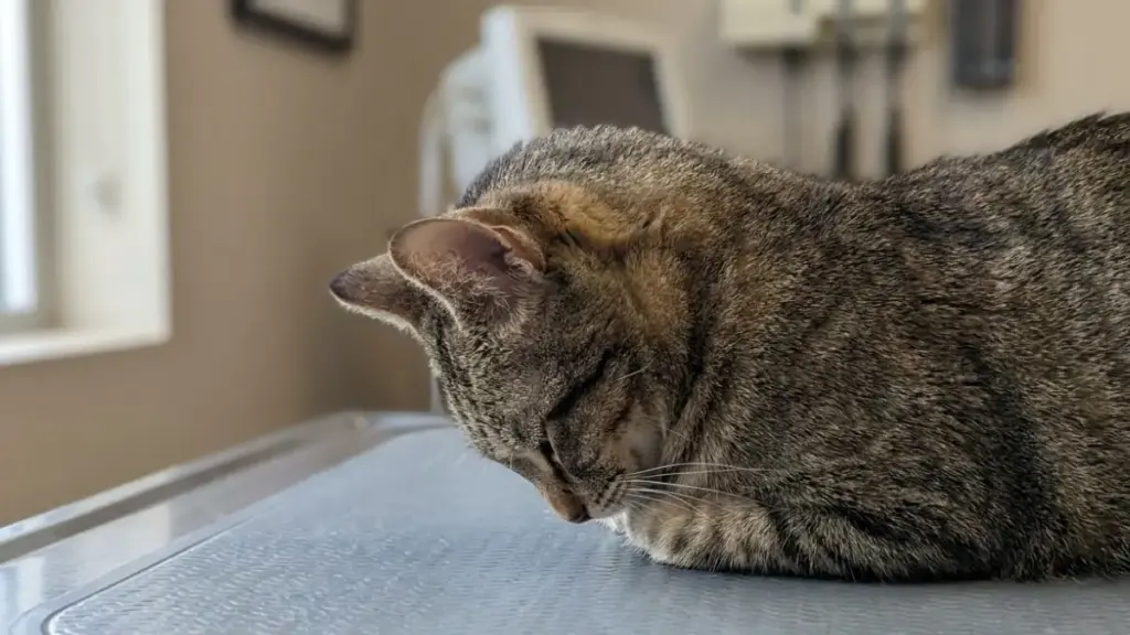 vitamin-b1-for-cats-ventroflexion-symptom